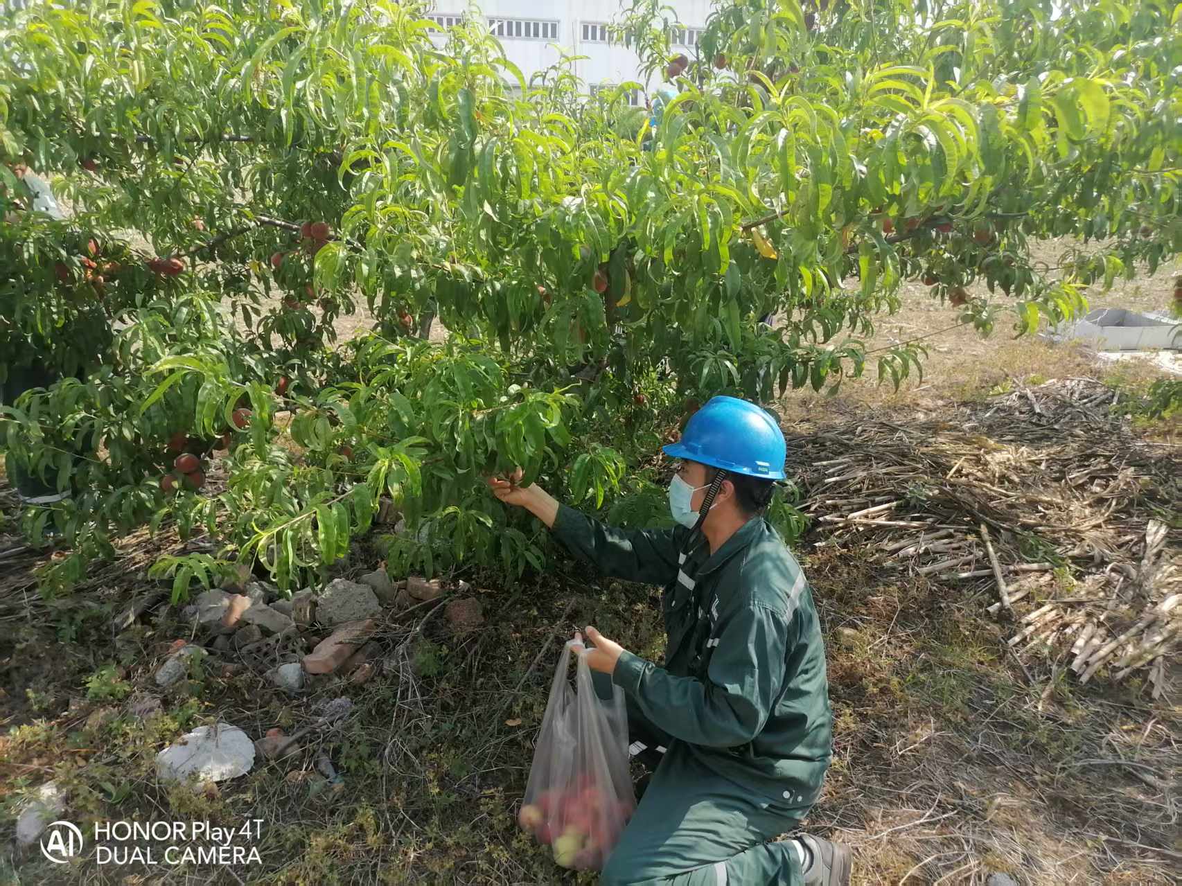 2025年6月綠洲桃園采摘活動(dòng)